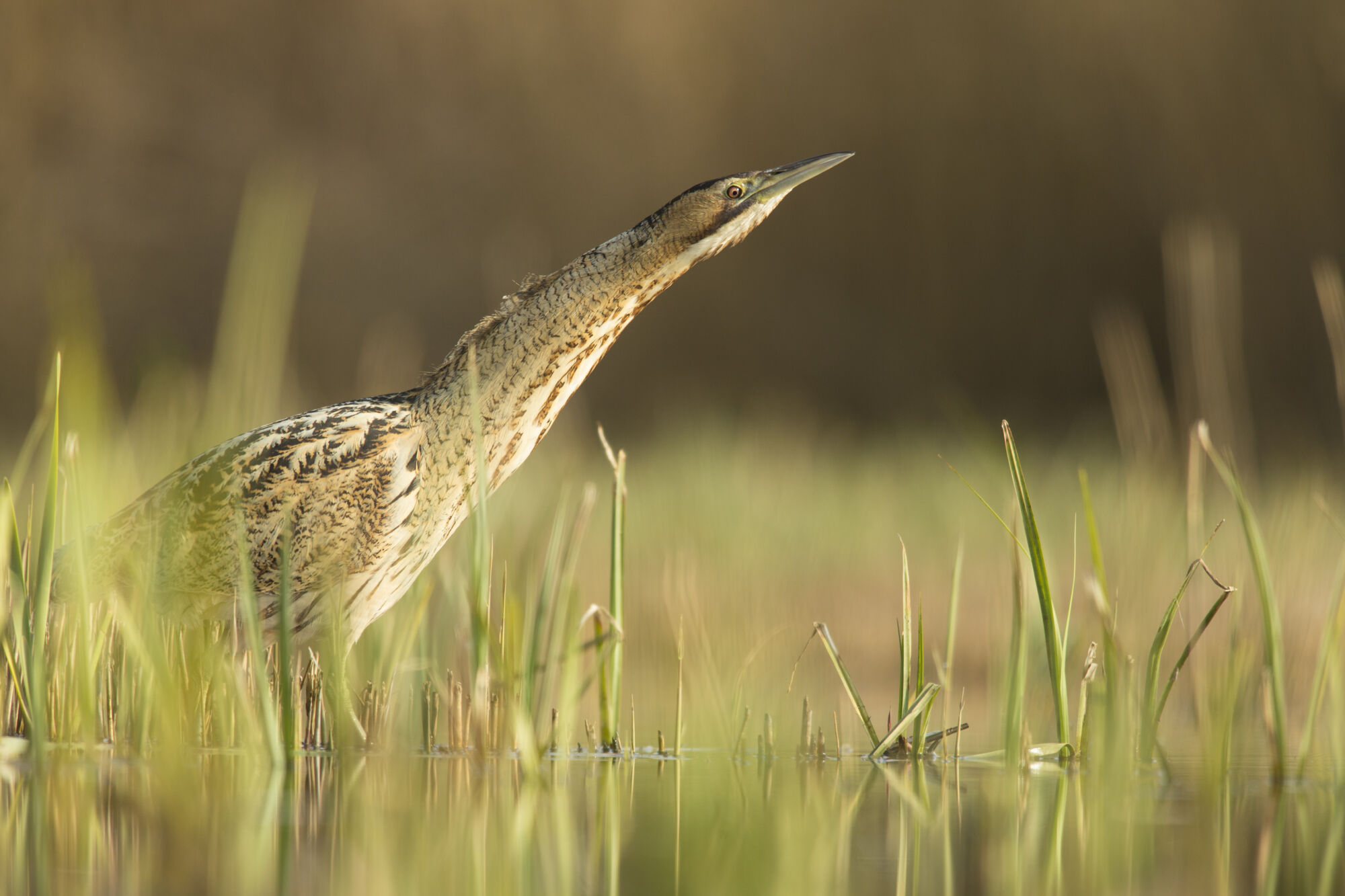 Boost voor biodiversiteit