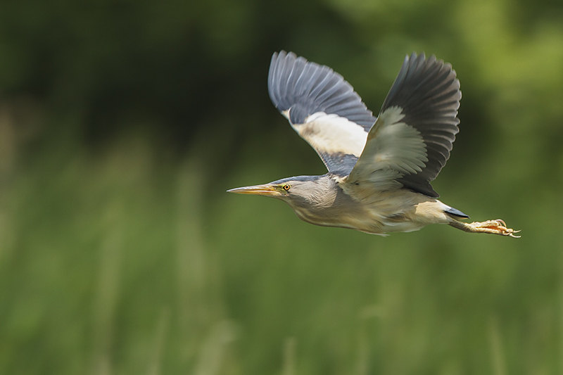 Boost voor biodiversiteit